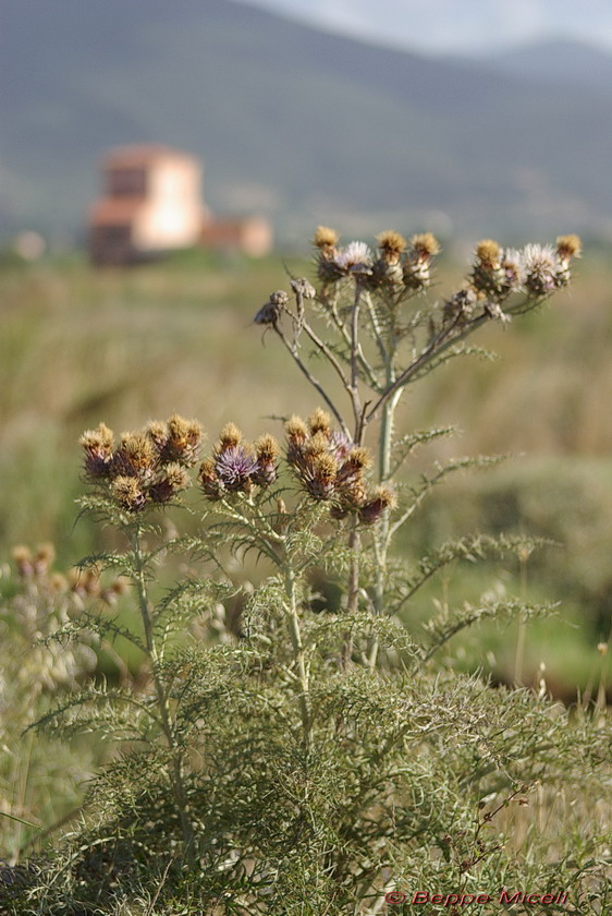 La Diaccia Botrona - Padule di Castiglione della Pescaia